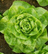 BIO Salát hlávkový Lucinde - Lactuca sativa - prodej bio semen - 100 ks