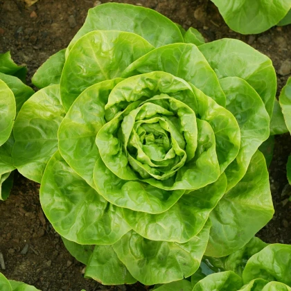 BIO Salát hlávkový Lucinde - Lactuca sativa - prodej bio semen - 100 ks