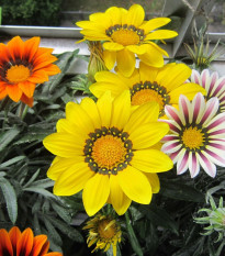 Gazánie Kiss Flame Mix F1 - Gazania rigens - prodej semen - 18 ks
