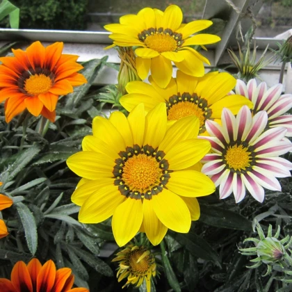 Gazánie Kiss Flame Mix F1 - Gazania rigens - prodej semen - 18 ks