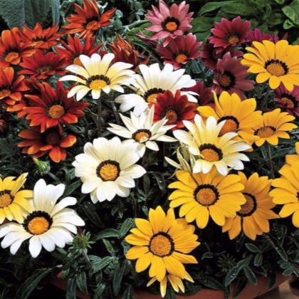 Gazánie Kiss Flame Mix F1 - Gazania rigens - prodej semen - 18 ks