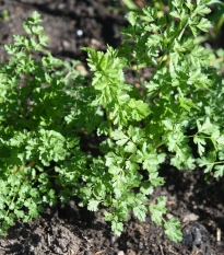 Petržel Zelená Perla - Petroselinum crispum - prodej semen - 800 ks
