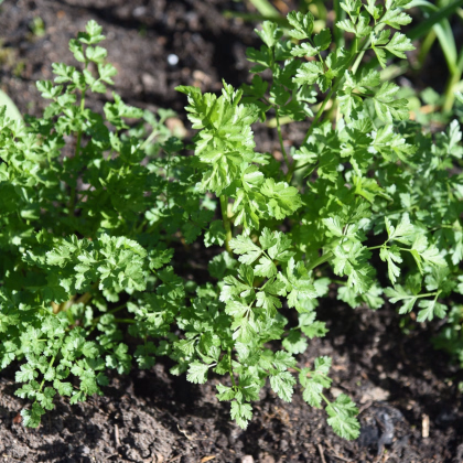 Petržel Zelená Perla - Petroselinum crispum - prodej semen - 800 ks