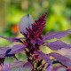 Laskavec Pygmy Torch - Amaranthus hypochondriacus - prodej semen - 100 ks