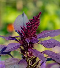 Laskavec Pygmy Torch - Amaranthus hypochondriacus - prodej semen - 100 ks