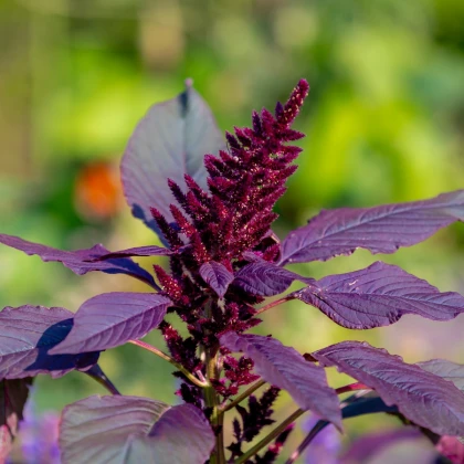 Laskavec Pygmy Torch - Amaranthus hypochondriacus - prodej semen - 100 ks