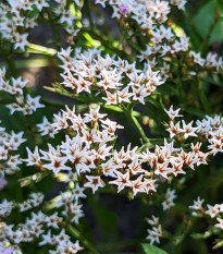 Suchobýl tatarský - Limonium tataricum - prodej semen - 50 ks