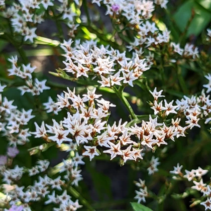 Suchobýl tatarský - Limonium tataricum - prodej semen - 50 ks