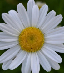 Kopretina úzkolistá - Leucanthemum graminifolium - prodej semen - 50 ks