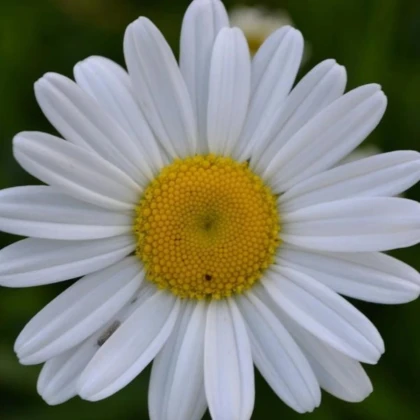 Kopretina úzkolistá - Leucanthemum graminifolium - prodej semen - 50 ks