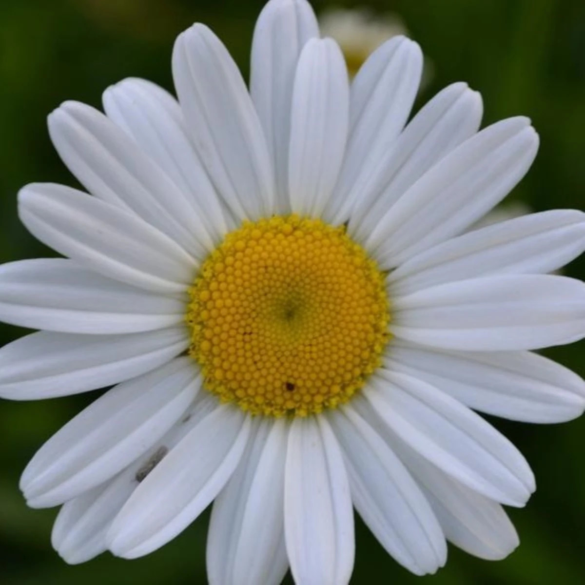 Kopretina úzkolistá - Leucanthemum graminifolium - prodej semen - 50 ks