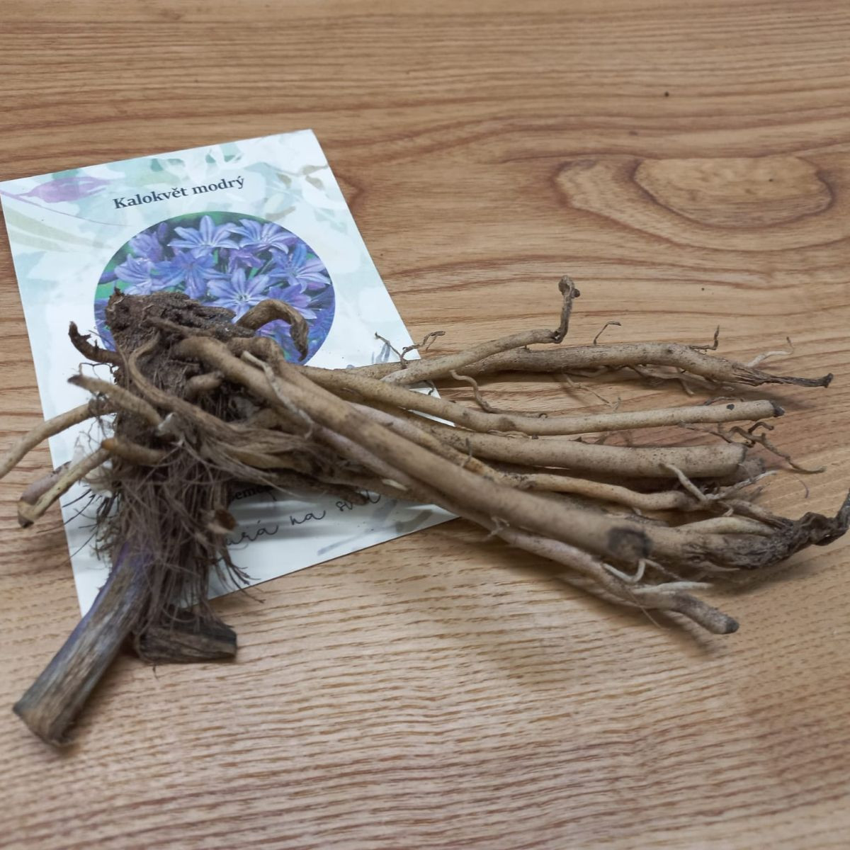 Kalokvět modrý - Agapanthus praecox - prodej prostokořenných sazenic - 1 ks