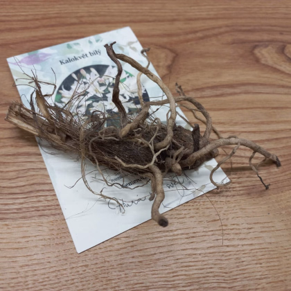 Kalokvět bílý - Agapanthus praecox - prodej prostokořenných sazenic - 1 ks