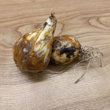 Ladoník modrý - Camassia - prodej cibulovin - 2 ks