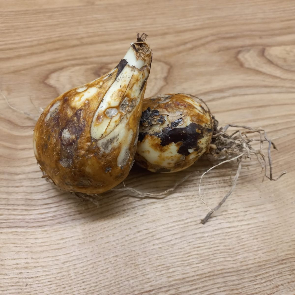 Ladoník modrý - Camassia - prodej cibulovin - 2 ks