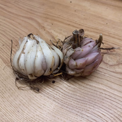 Lilie bělostná - Lilium candidum - prodej cibulovin - 1 ks