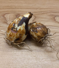 Ladoník bleděmodrý - Camassia cusickii - prodej cibulovin - 2 ks