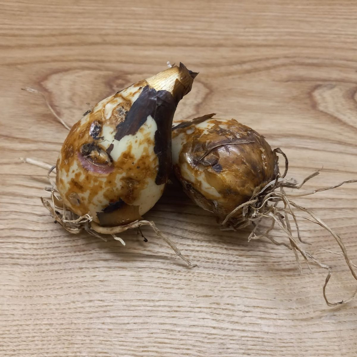 Ladoník bleděmodrý - Camassia cusickii - prodej cibulovin - 2 ks