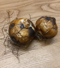 Ladoník bílý - Camassia alba - prodej cibulovin - 2 ks