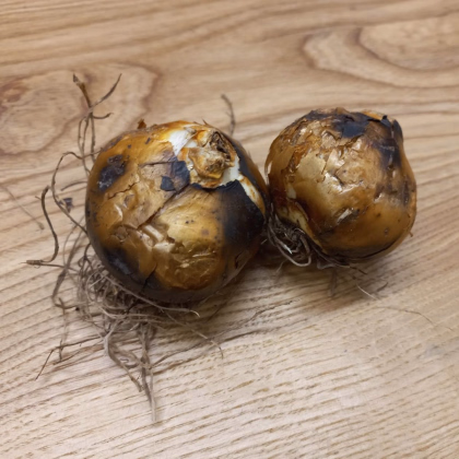 Ladoník bílý - Camassia alba - prodej cibulovin - 2 ks