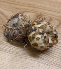 Lilie Blacklist - Lilium - prodej cibulovin - 1 ks