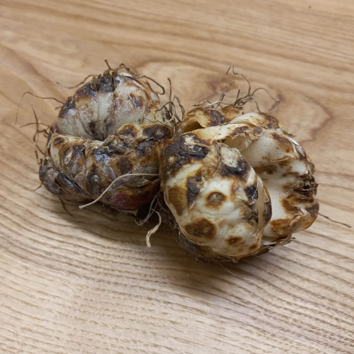 Lilie Blacklist – Lilium – cibuloviny – prodej lilií