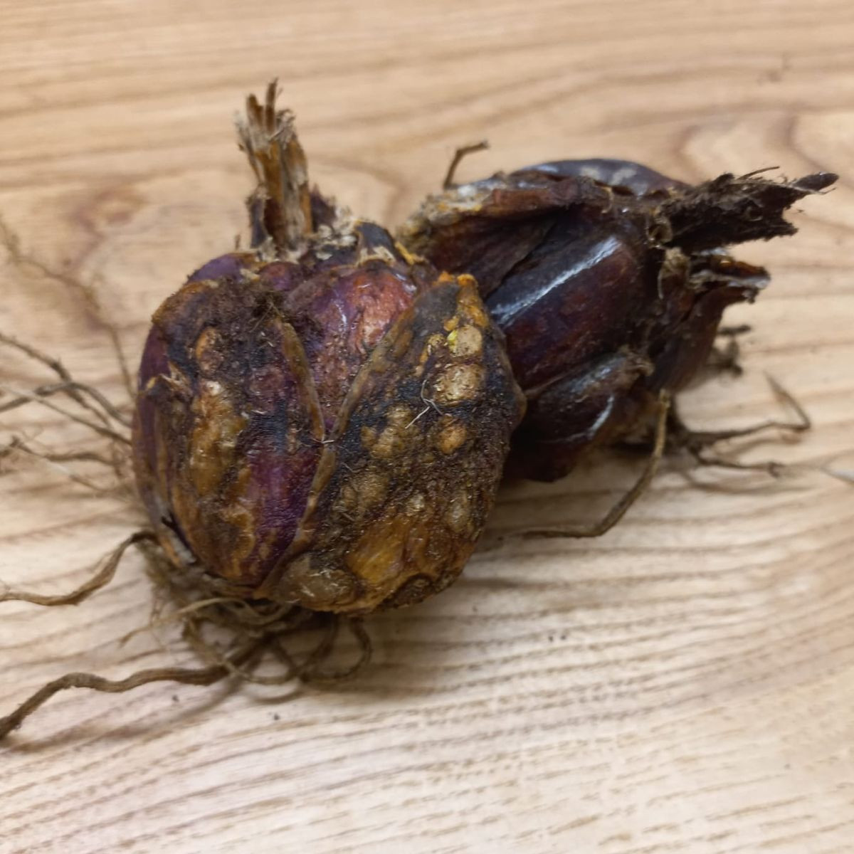 Lilie královská - Lilium regale - prodej cibulovin - 1 ks