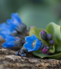 Plícněnka přímořská Silver Ocean blue - Mertensia maritima - prodej semen - 50 ks