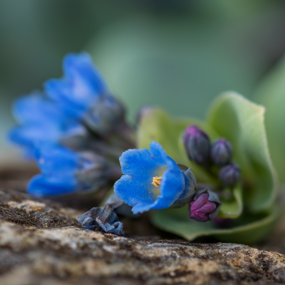 Plícněnka přímořská Silver Ocean blue - Mertensia maritima - prodej semen - 50 ks