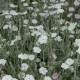 Kohoutek věncový White - Lychnis coronaria - prodej semen - 100 ks