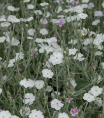 Kohoutek věncový White - Lychnis coronaria - prodej semen - 100 ks