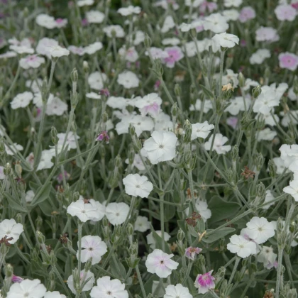 Kohoutek věncový White - Lychnis coronaria - prodej semen - 50 ks