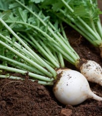 Ředkev Acord - Raphanus sativus - prodej semen - 150 ks