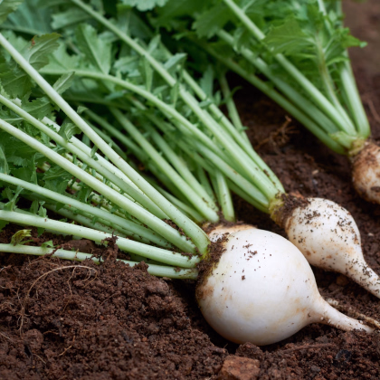 Ředkev Acord - Raphanus sativus - prodej semen - 150 ks