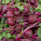 BIO Červená řepa Boro F1 - Beta vulgaris - prodej bio semen - 50 ks