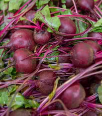 BIO Červená řepa Boro F1 - Beta vulgaris - prodej bio semen - 50 ks