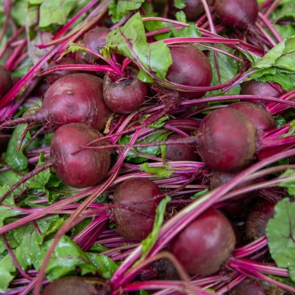 BIO Červená řepa Boro F1 - Beta vulgaris - prodej bio semen - 50 ks