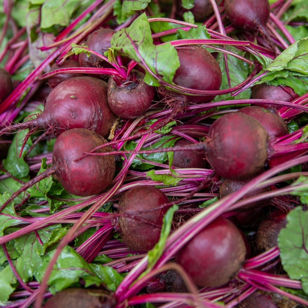 BIO Červená řepa Boro F1 - Beta vulgaris - prodej bio semen - 50 ks