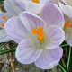 Krokus Candle Light - Crocus - prodej cibulovin - 3 ks
