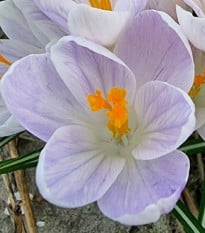 Krokus Candle Light - Crocus - prodej cibulovin - 3 ks