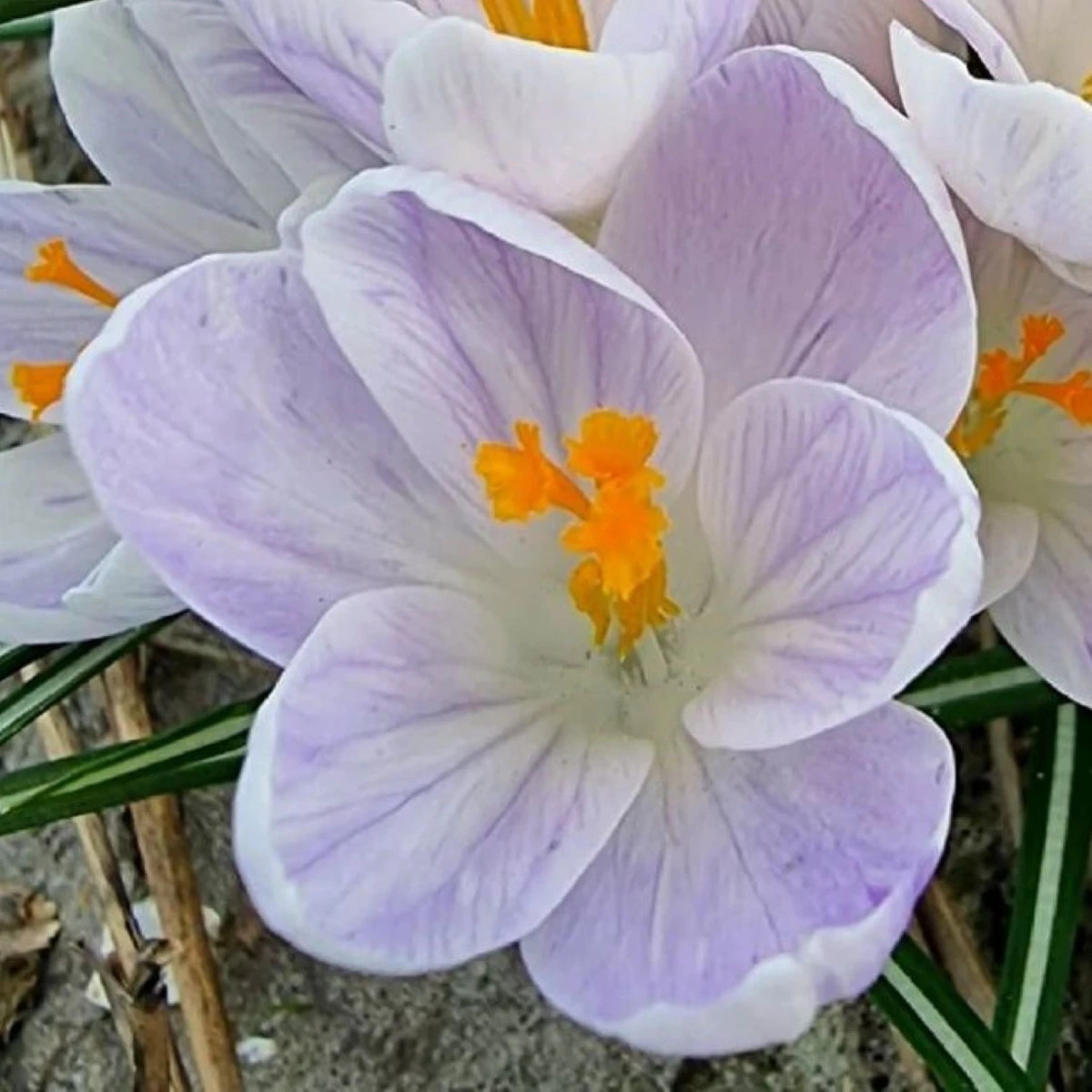 Krokus Candle Light - Crocus - prodej cibulovin - 3 ks