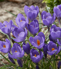 Krokus Aqua – Crocus – cibuloviny – prodej krokusů