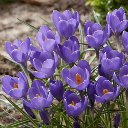 Krokus Aqua – Crocus – cibuloviny – prodej krokusů