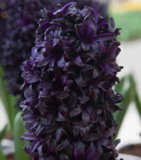 Hyacint Midnight Sky - Hyacinthus - prodej cibulovin - 1 ks