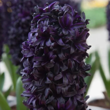 Hyacint Midnight Sky - Hyacinthus - prodej cibulovin - 1 ks