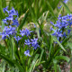 Hyacint Blue Pearl - Hyacinthus - prodej cibulovin - 1 ks