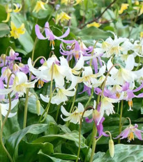 Kandík směs - Erythronium - prodej cibulovin - 3 ks