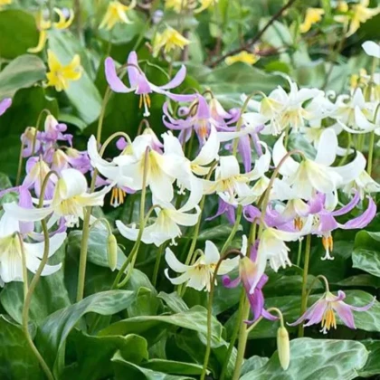 Kandík směs - Erythronium - prodej cibulovin - 3 ks