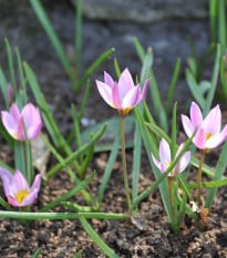 Tulipán Aucheriana - Tulipa - prodej cibulovin - 3 ks