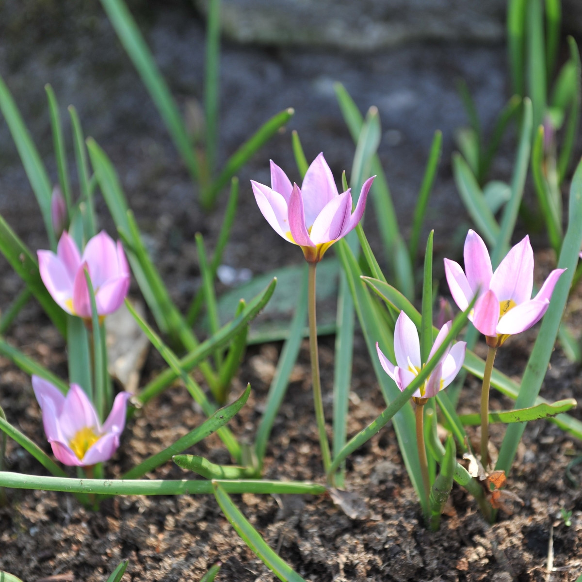 Tulipán Aucheriana - Tulipa - prodej cibulovin - 3 ks